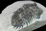 Bargain, Coltraneia Trilobite Fossil - Huge Faceted Eyes #134372-4
